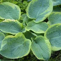 Arborix 6 x Funkie 'Frances Williams' Hosta sieboldiana Topf 9cm Gelb Gerandetes Laub
