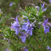 Arborix 6 x Rosmarin Rosmarinus officinalis Topf 9cm Duftend