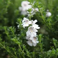 Arborix Buschminze Prostanthera cuneata 20 bis 25 cm im Container Aromatisch