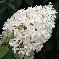 Arborix Rispenhortensie 'Grandiflora' Hydrangea paniculata 40 bis 50 cm im Container Blütenrispen
