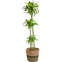 Oasis of Life Dracaena Deremensis Dorado inkl. Naturkorb 120-140cm Ø24cm pflegeleicht Deko