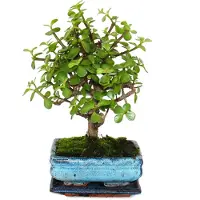 Exotenherz Bonsai - Portulacaria afra - Jadebaum - Afrikanischer Elefantenbaum - ca. 4-5 Jahre - Kugelform