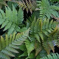 Arborix 6 x Rotschleierfarn Dryopteris erythrosora Topf 9cm Bronzegrünes Laub