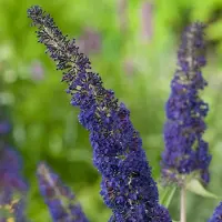 Arborix Sommerflieder 'Adonis Blue' Buddleja davidii 30 bis 40 cm im Container