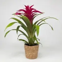 Pflanzen-Kölle Guzmania 'Deseo Pink', pink, Topf-Ø 12 cm, mit Korb Maki, Höhe ca. 50 cm