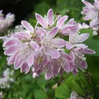 Arborix Sternchenstrauch 'Campanulata' Deutzia rosea 40 bis 60 cm im Container Rosa Blüten