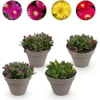 Green Boutiq GreenboutiQ - Bodendecker - Winterhart - Delosperma - 4 Pflanzen - Farben Rot - Gelb - Lila - Rosa - Wenig Pflege - Topf 14cm Höhe 17cm