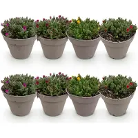 Green Boutiq GreenboutiQ - Bodendecker - Winterhart - Delosperma - 8 Pflanzen - Farben Rot - Gelb - Lila - Rosa - Wenig Pflege - Topf 14cm Höhe 17cm
