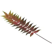 Homescapes DEKOZWEIG Palmfarn rot-grün, 72 cm