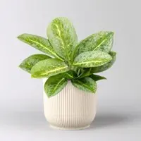 Pflanzen-Kölle Aglaonema 'Lemon Mint', Topf-Ø 12 cm, inkl. Übertopf Vibes leinenweiß