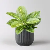 Pflanzen-Kölle Aglaonema 'Lemon Mint', grün-gelb, Topf-Ø 12 cm, inkl. Übertopf Vibes anthrazit