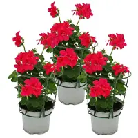 Exotenherz Geranien Hängend Pelargonium Peltatum 12cm Topf Set mit 3 Pflanzen Pink