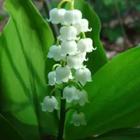Arborix 6 x Maiglöckchen Convallaria majalis Topf 9cm Weiße Blüten