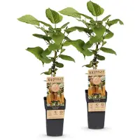Green Boutiq - Obstpflanze - Actinidia deliciosa Hayward - Kiwi-Pflanze - Weiblich - Grüne Frucht - 2 Pflanzen - Topf 15cm - Höhe 50cm