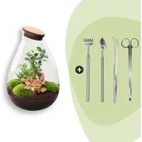 Urbanjngl Diy Terrarium - Tropfen Xl Bonsai - 37 Cm