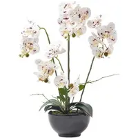 Homescapes KUNSTBLUME Orchidee weiß-pink in Deko-Schale, 62 cm