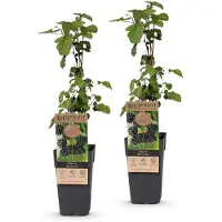 Green Boutiq - Obstpflanze - Rubus fruticosus Black Satin - Brombeerpflanze - Winterhart - Schwarze Brombeere - 2 Pflanzen - Topf 15cm - Höhe 50cm