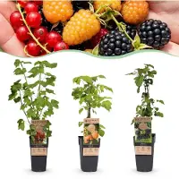 Green Boutiq - Obstpflanze - Ribes-Rubes Mix - Tricolour - Winterhart - Rote Johannisbeere - Schwarze Brombeere - Gelbe Himbeere - 3 Pflanzen - Topf 15cm - Höhe 50cm