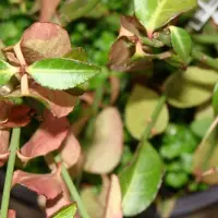 Arborix Kriechspindel 'Tustin' Euonymus fortunei 20 bis 30 cm im Container Dunkelgrünes Laub