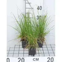 GRDplanten 6 x Deschampsia cesp. 'Tardiflora' - Spätblühende Rasen-Schmiele - Topf 9 x 9 cm