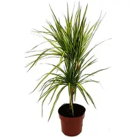 Exotenherz Dracaena marginata "Sunray" - Sonnenstrahl-Drachenbaum - 17cm Topf - 2er Tuff