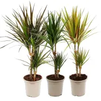 Exotenherz 3er Set aus verschiedenene Drachenbäumen - Dracaena marginata - 17cm - 2er Tuff