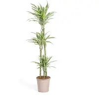 Exotenherz Drachenbaum - Drachenlilie - Dracaena deremensis White Stripe - 130-150cm hoch