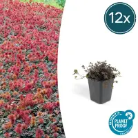 Exotenherz Bodendecker - Braunrotes Stachelnüsschen - Acaena microph. 'Kupferteppich' - 9cm Topf - 12 Pfanzen