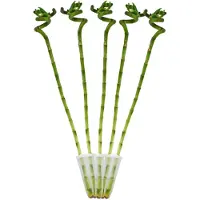 Exotenherz 5er Set Glücksbambus 'Lucky Bamboo' spiralförmig im Röhrchen Dracaena Sanderiana ca. 40 cm hoch