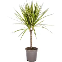 Exotenherz Drachenbaum - Dracaena marginata "Sunray" - Sonnenstrahl - 60-80cm hoch
