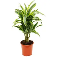 Exotenherz verzweigter Drachenbaum - Dracaena deremensis "Lemon Lime" - 21cm