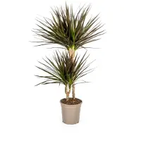Exotenherz Dracaena Marginata Magenta 19cm Topf - Höhe 70-90cm