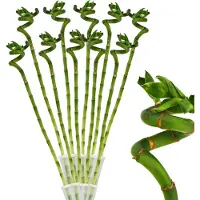 Exotenherz 10er Set Glücksbambus 'Lucky Bamboo' spiralförmig im Röhrchen Dracaena Sanderiana ca. 40 cm hoch