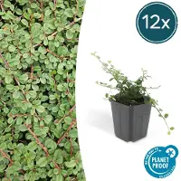 Exotenherz Bodendecker – Cotoneaster prostratus 'Queen of Carpets' – 9 cm – 12er-Set