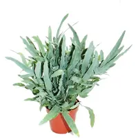 Exotenherz Goldtüpfel-Farn "Blue Star", Phlebodium aureum, 17cm