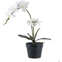 Ebuy24 Orchid