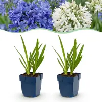 Green Boutiq - Staude - Agapanthus Duo - Afrikanische Lilie - Bienen und Schmetterlingsanzieher - Blau - Weiß - 24 Pflanzen - Topf 11cm - Höhe 15-25cm