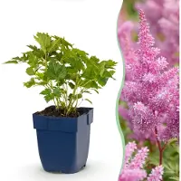Green Boutiq - Staude - Astilbe chin. Pumila - Prachtspiere - Schatten - Lila - 24 Pflanzen - Topf 11cm - Höhe 15-25cm
