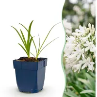 Green Boutiq - Stauden - Agapanthus africanus Albus - Afrikanische Lilie - Bienen- und Schmetterlingsmagneten - Weiß - 6 Pflanzen - Topf 11cm - Höhe 15-25cm