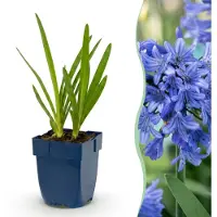 Green Boutiq - Staude - Agapanthus africanus - Afrikanische Lilie - Bienen- und Schmetterlingsmagneten - Blau - 12 Pflanzen - Topf 11cm - Höhe 15-25cm