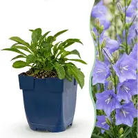 Green Boutiq - Staude - Campanula persicifolia - Pfirsichblattglockenblume - Bienen und Schmetterlingsanzieher - Blau - 1 Pflanze - Topf 11cm - Höhe 15-25cm