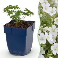 Green Boutiq - Stauden - Geranium sang. Album - Storchschnabel - Bodendecker - Weiß - 1 Pflanze - Topf 11cm - Höhe 15-25cm