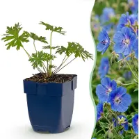 Green Boutiq - Staude - Geranium Johnson's Blue - Storchschnabel - Bodendecker - Blau - 6 Pflanzen - Topf 11cm - Höhe 15-25cm