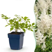 Green Boutiq - Staude - Astilbe (J) Deutschland - Prachtspiere - Schatten - Weiß - 24 Pflanzen - Topf 11cm - Höhe 15-25cm