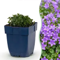 Green Boutiq - Staude - Campanula portenschlagiana - Pfirsichblättrige Glockenblume - Bodendecker - Rosa - 24 Pflanzen - Topf 11cm - Höhe 15-25cm