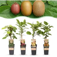 Green Boutiq - Obstpflanze - Actinidia Weiki & Hayward, Ken's Red, Golden Kiwi - Kiwipflanze - 1 Männlich - 3 Weiblich - Pflanzen - Grün-Rot-Gelb - Topf 15cm - Höhe 50cm