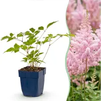 Green Boutiq - Stauden - Astilbe (J) Europa - Prachtspiere - Schatten - Rosa - 24 Pflanzen - Topf 11cm - Höhe 15-25cm