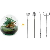 Urbanjngl Diy Terrarium - Kuppel Rot - 20 Cm