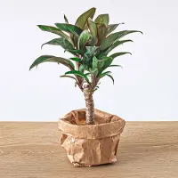 Urbanjngl Mini-Palm - Cordyline Fruticosa 'Purple Compacta' - Terrarium Plant - Potmaat 6