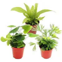 Exotenherz Mini-Farn-Trio - Set mit 3 verschiedenen Mini-Farnen - Asplenium - Actiniopteris - Hemionitis
